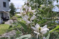 Gartenanlage von Noh Bieneen